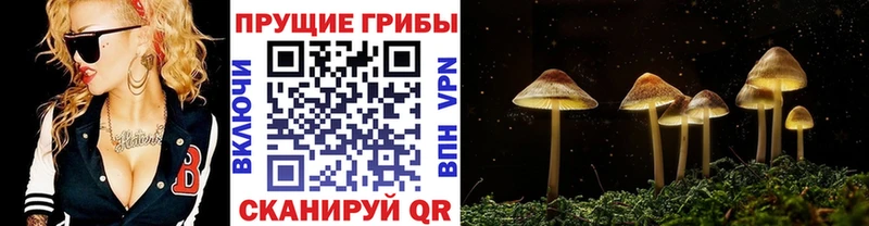 Галлюциногенные грибы Psilocybine cubensis  Калининск 